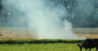 ভাগবাটোয়ারা না হওয়ায় পাবনায় বিএডিসির লাখ টাকার খড় পুড়িয়ে ছাই!